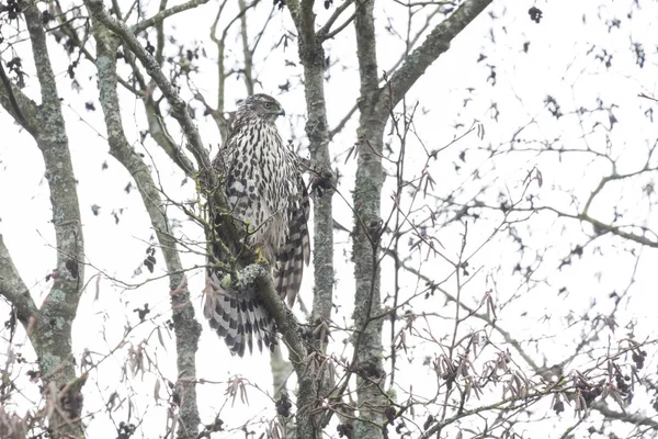 Juvenile northern goshawk — Stock Photo, Image