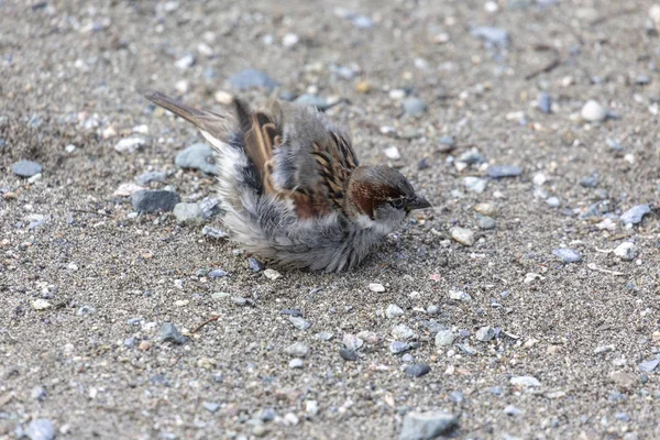 House sparrow dust bathing — Stockfoto