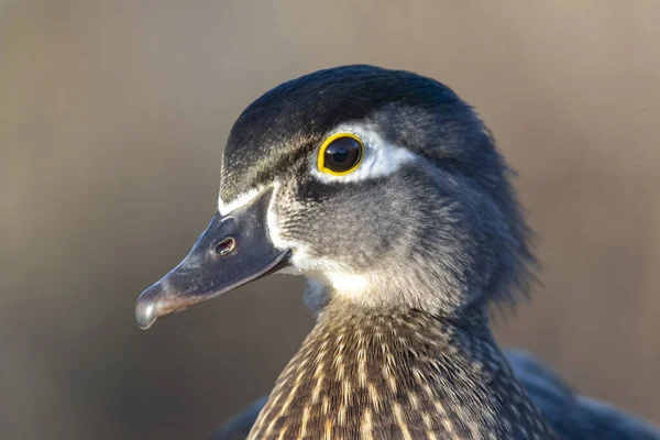 Female wood duck — Stock Photo, Image