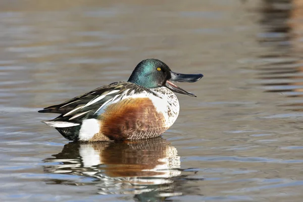 Slobeend eendPato cuchara norteño — Stockfoto