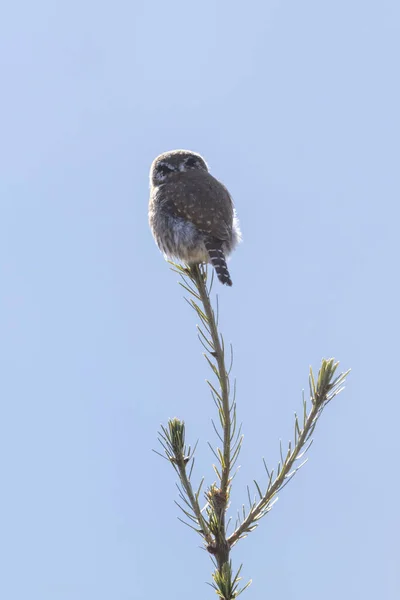 North Pygmy Owl False Eyes Chilliwack 캐나다 — 스톡 사진