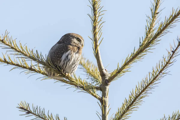 Northern Pygmy Eule Bei Chilliwack Canada — Stockfoto