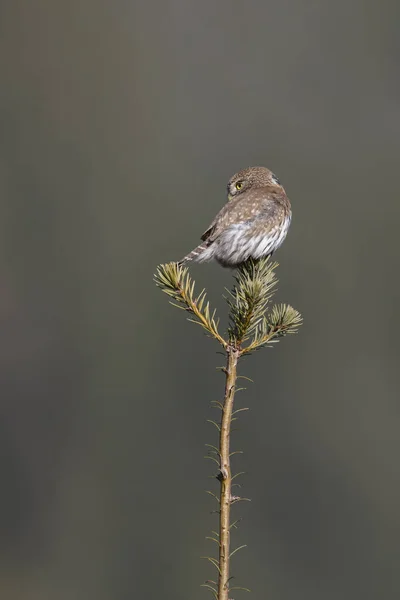 North Pygmy Owl Chilliwack Canada — стокове фото