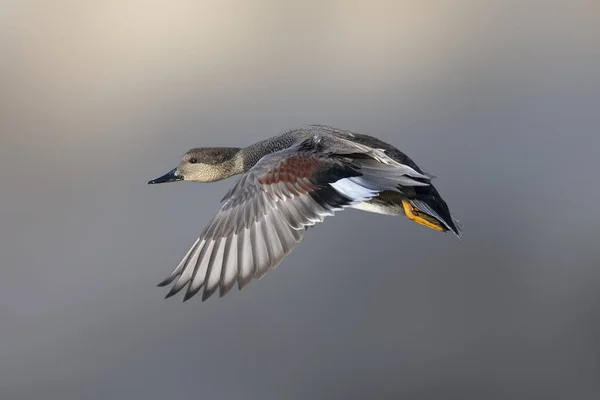 Vliegende Gadwall Eend Vancouver Canada — Stockfoto