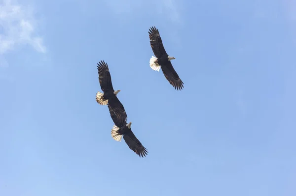 Flying Bald Eagle Vancouver Canada — Stock Photo, Image