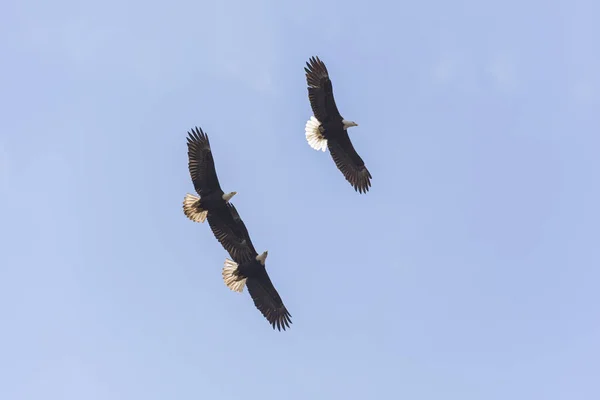 Flying Bald Eagle Vancouver Canada — Stock Photo, Image