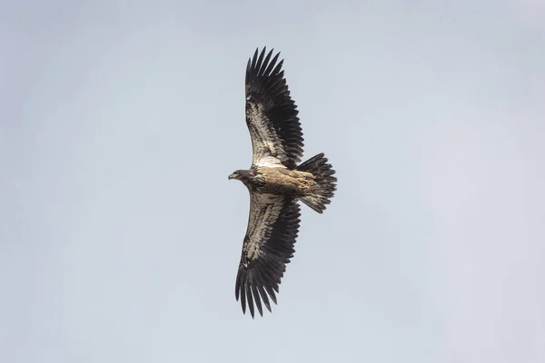 Flying Juvenile Bald Eagle Vancouver Canada — Stock Photo, Image