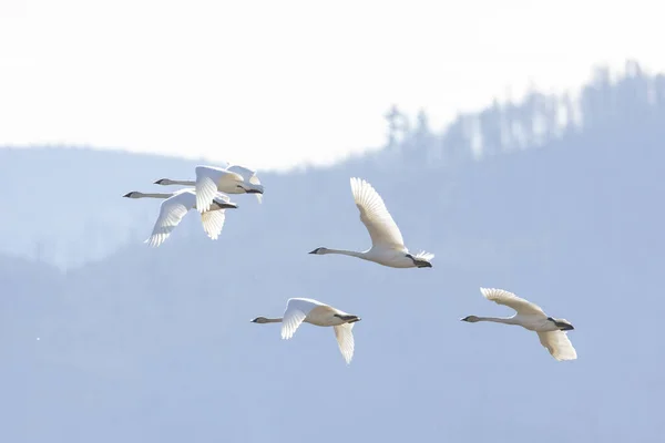 Troupeau Cygne Trompette Volant Vancouver Canada — Photo