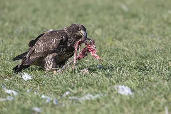 Juvenil Águia Careca Comendo Restos Cisne Vancouver Canadá — Fotografia de Stock