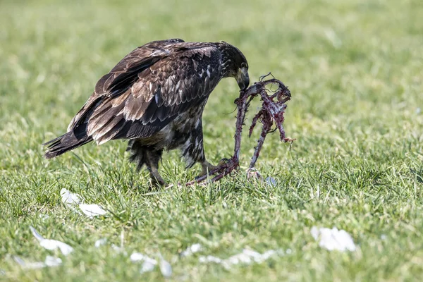 温哥华Bc加拿大的幼小秃鹰吃天鹅 — 图库照片