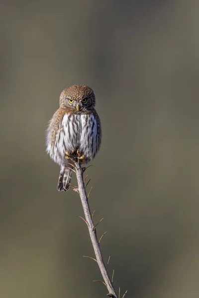 Northern Pygmy Eule Bei Chilliwack Canada lizenzfreie Stockbilder