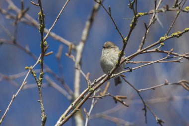 Delta Bc Kanada 'da Amerikan kadın çalılığı