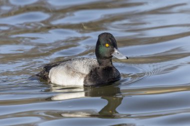 Delta Bc Kanada 'da erkek ördek.
