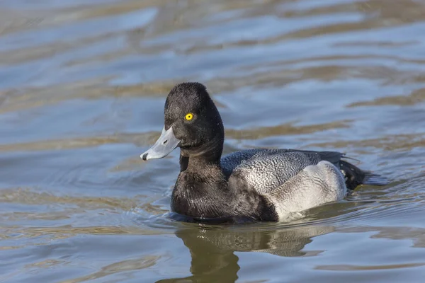 Male Lesser Scaup Duck Delta Canada — Stock Photo, Image