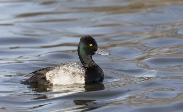 Männchen Lesser Scaup Ente Delta Canada — Stockfoto