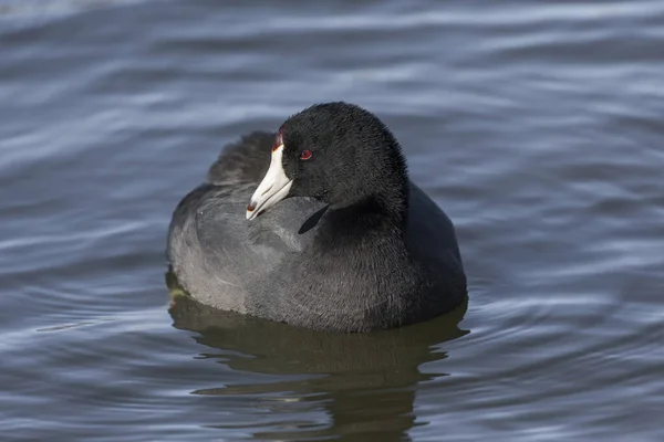 Delta Kanada Amerikan Coot Kuşu — Stok fotoğraf