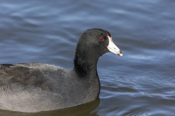 Amerikanischer Blässhuhn Bei Delta Canada — Stockfoto