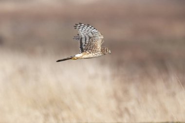  Delta Bc Kanada 'da Kuzey Hariyeri Uçuyor