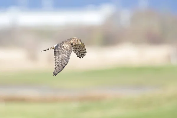 Flying Northern Harrier Delta Canada — Stock Photo, Image