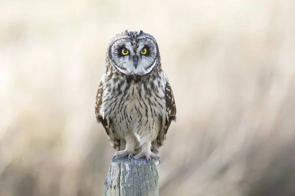 Kurzohr Eule Bei Delta Kanada — Stockfoto