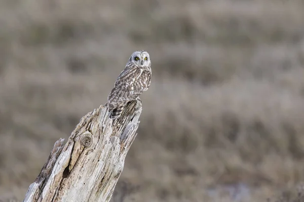 Hibou Des Marais Delta Canada — Photo