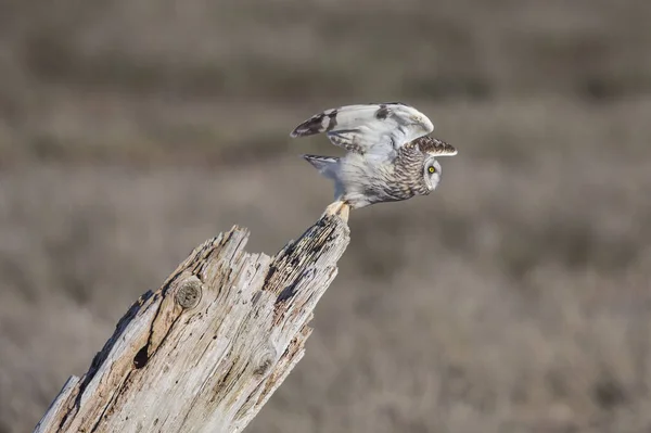 Short Eared Owl Delta Canada — Stock Photo, Image