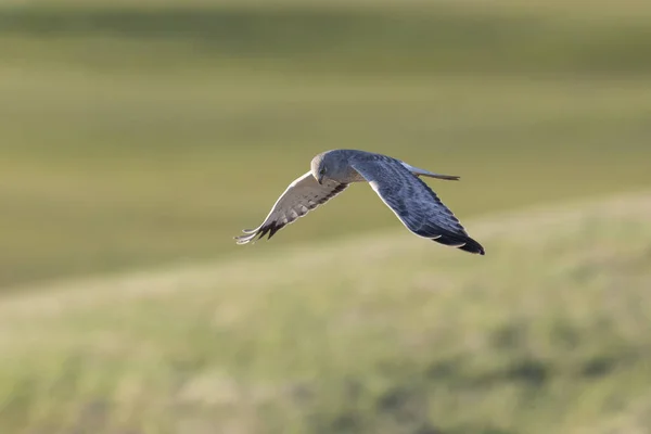 Flying Northern Harrier Delta Canada Stok Foto Bebas Royalti