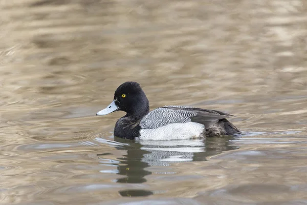 Male Lesser Scaup Duck Burnaby Lake Canada — Stock Photo, Image