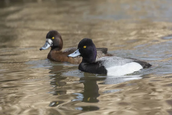 Hane Lesser Scaup Anka Vid Burnaby Sjö Kanada — Stockfoto