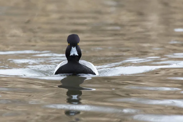 Masculino Menor Pato Scaup Burnaby Lago Canadá — Fotografia de Stock