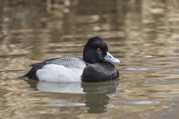 Mannetjespoepeend Bij Burnaby Lake Canada — Stockfoto