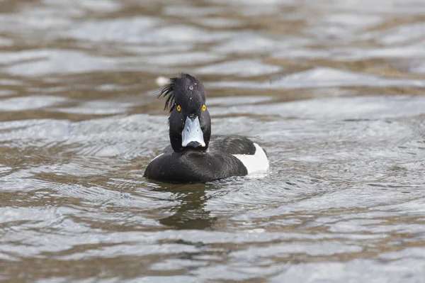 Male Tufted Duck Burnaby Lake Canada March 2020 — Stock Photo, Image