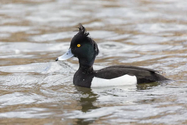 Mannelijke Getufte Eend Bij Burnaby Lake Canada Maart 2020 — Stockfoto