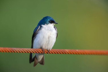 Ağaç kırlangıç kuşu MÖ Richmond Kanada 'da
