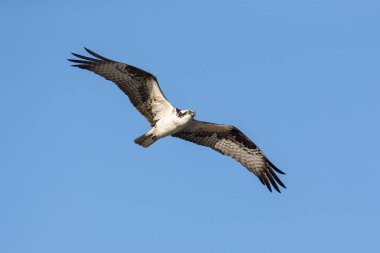 Osprey, MÖ Richmond Kanada 'da uçuyor.