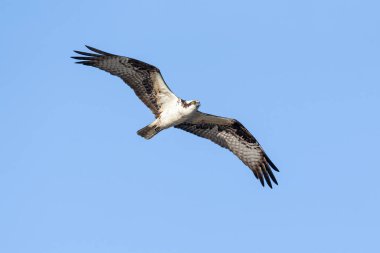Osprey, MÖ Richmond Kanada 'da uçuyor.