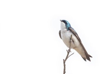 Ağaç kırlangıç kuşu MÖ Richmond Kanada 'da