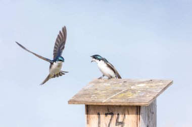 Ağaç kırlangıç kuşu MÖ Richmond Kanada 'da