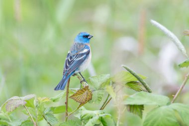 Erkek Lazuli kiraz kuşu MÖ Coquitlam Kanada 'da