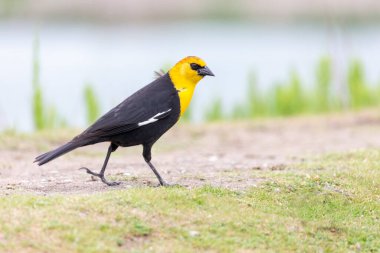 Sarı başlı karatavuk MÖ Richmond Kanada 'da