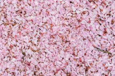 Kiraz çiçeği. Arkaplan kullanımı için pembe kiraz. 