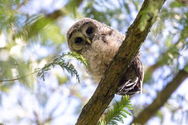 Delta BC Kanada 'da baykuş yuvası ve baykuşçuğu