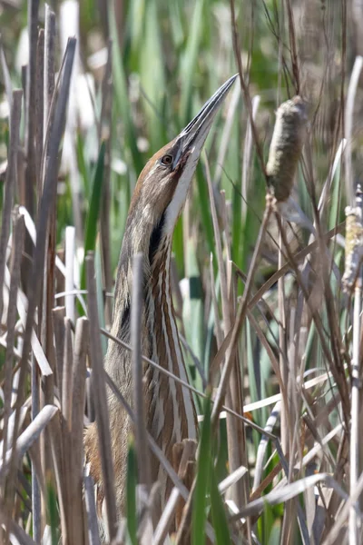 American Bittern Pose Clássica Entre Juncos Richmond Canadá — Fotografia de Stock