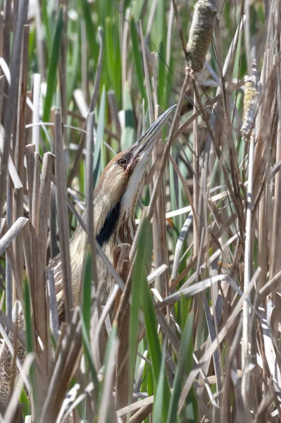 American Bittern Klassieke Pose Onder Riet Bij Richmond Canada — Stockfoto