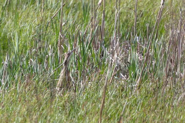 American Bittern Classic Pose Amongst Reeds Richmond Canada — Stock Photo, Image