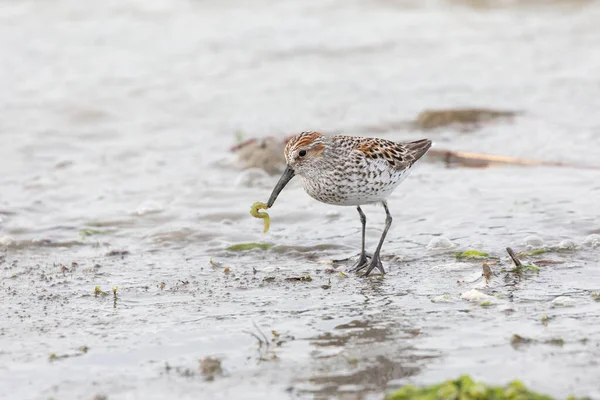 Shorebird Δυτική Sandpiper Στο Richmond Καναδάς — Φωτογραφία Αρχείου