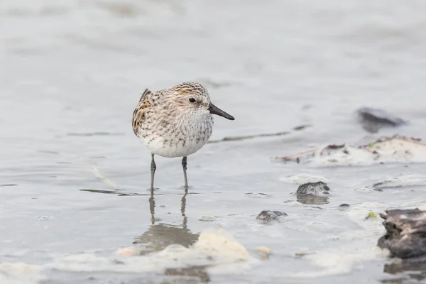 Playebird Semipalmated Sandpiper Richmond Canada — Foto de Stock