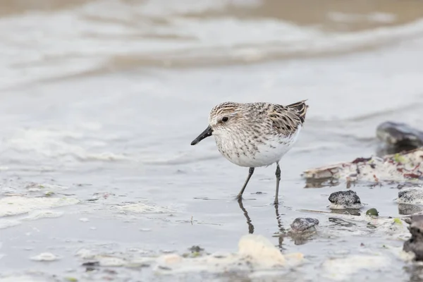 Kıyı Kuşu Semipalmate Sandpiper Richmond Kanada — Stok fotoğraf