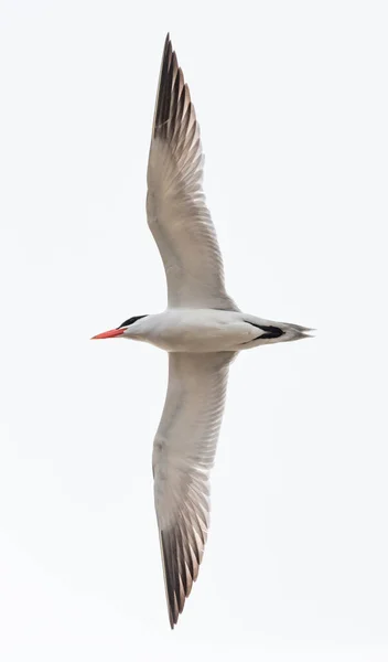 Caspian Tern Voador Richmond Canadá — Fotografia de Stock