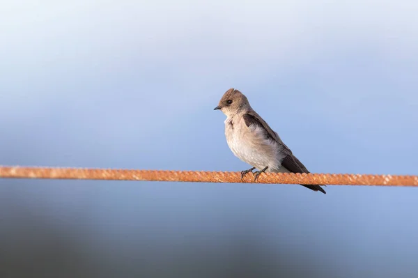 Northern Rough Winged Swallow Richmond Canada — Stock Photo, Image